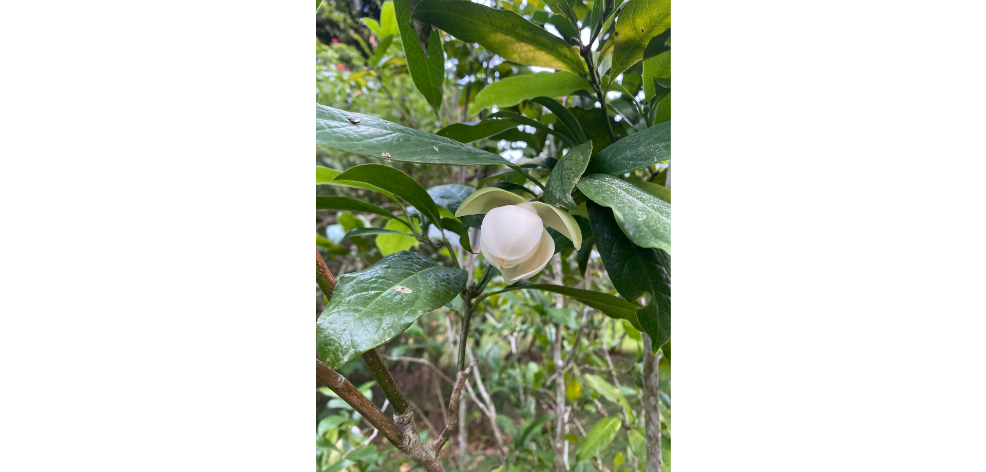 Hoa trứng gà